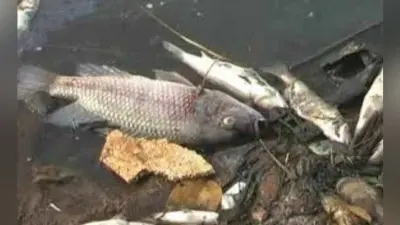 कांके डैम के पानी में ऑक्सीजन की कमी, सैकड़ों मछलियां मरीं