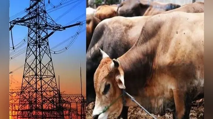 देश में गाय के गोबर से पैदा हो सकेगी बिजली, दो यूरोपीय कंपनियां कर रहीं तैयारी