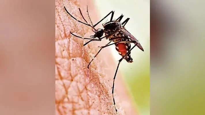 झारखंड में डेंगू के 30 और चिकनगुनिया के 20 मरीज मिले, स्वास्थ्य विभाग ने दिया ये निर्देश, जानें बचाव के उपाय