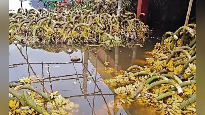 पटना : जलजमाव से बाजार समिति के फल कारोबारियों को दो करोड़ का नुकसान