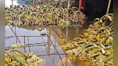 पटना : जलजमाव से बाजार समिति के फल कारोबारियों को दो करोड़ का नुकसान
