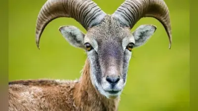 ओडिशा में एक बकरी ने करा दिया 2.7 करोड़ रुपये का नुकसान, पढ़ें पूरी खबर