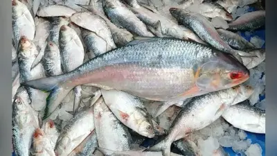 बांग्लादेशी हिल्सा आने से बाजारों में छायी रौनक