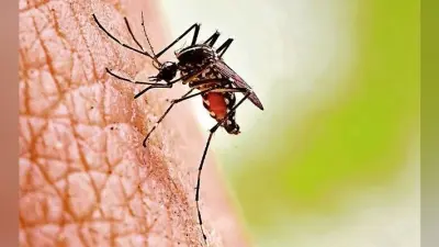 पीएमसीएच : एक दिन में डेंगू के 67 नये मरीज मिले