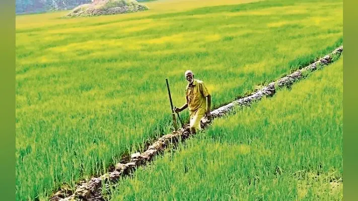 टला सूखे का खतरा, पर्याप्त बारिश से फसल हुई अच्छी