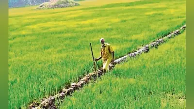 टला सूखे का खतरा, पर्याप्त बारिश से फसल हुई अच्छी