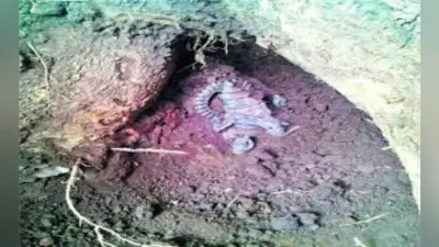 खुदाई में मिली शीतलनाथ जी व पार्श्वनाथ की प्रतिमा