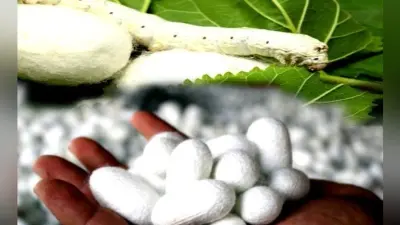रेशम कीट पालन दिलाएगा बेहतरीन करियर का मौका, इन पाठ्यक्रमों में लें दाखिला