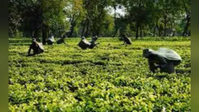 मजदूरों का वेतन भुगतान मामला गहराया, जलपाईगुड़ी में चाय बागान बंद, 1500 मजदूर बेरोजगार