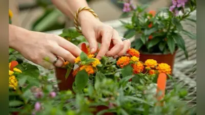 हॉर्टिकल्चर में संवारें भविष्य