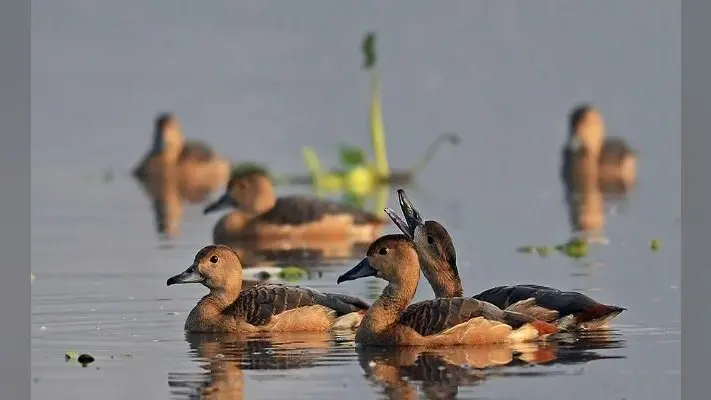 मेहमान पक्षियों के आने से पहले सांतरागाछी झील की सफाई शुरू