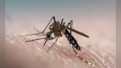 बिहार में डेंगू के मरीजों की संख्या बढ़कर 6247 हुई