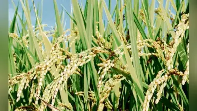 ऑनलाइन होगी धान खरीद 30 लाख टन का लक्ष्य तय