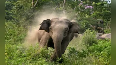 हाथी ने फिर मचाया तांडव, श्रमिक आवास को किया क्षतिग्रस्त