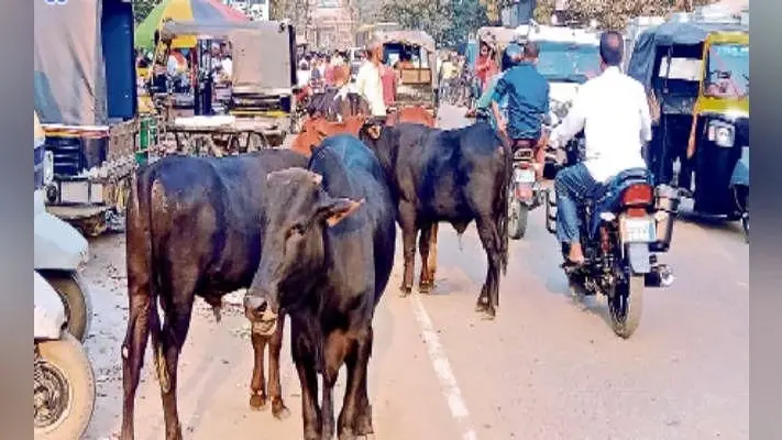 शहर में घूमते आवारा पशुओं से हमेशा रहती है हादसे की आशंका