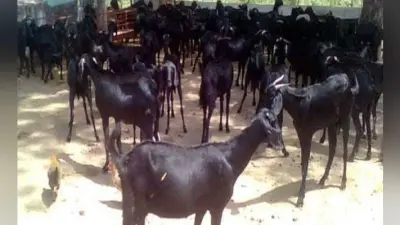सूखे की मार झेल रहे उस्मानाबाद के किसानों के लिए ‘संजीवनी” बनी बकरियां, दूध से साबुन बनाकर जला रहे चूल्हा