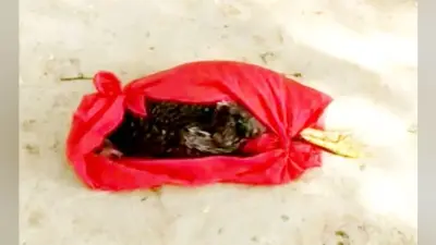 मुर्गे की मौत पर सात लोगों पर प्राथमिकी, हत्यारे को तलाश रही पुलिस, हुआ पोस्टमार्टम, …जानें मामला?
