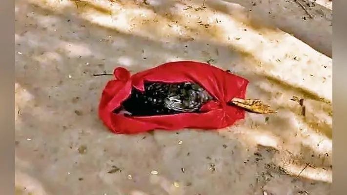 मुर्गे की हत्या के सभी आरोपितों ने किया सरेंडर, जानें मामला