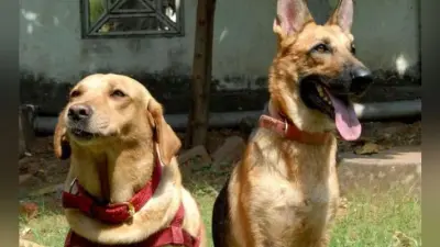 ड्रग्स तस्कर के कुत्तों ने पुलिस के पसीने छुड़ाये
