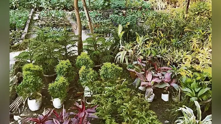 जल-जीवन-हरियाली मिशन : सभी प्रखंडों में खुलेगी निजी नर्सरी, सरकार देगी सुविधा, नहीं होगी पौधों की कमी