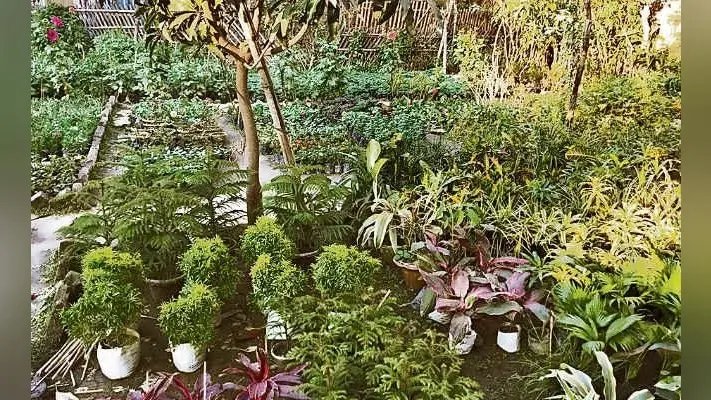 पटना :4 साल बाद पौधारोपण का लाभ मिलेगा, बदलेगी आबोहवा