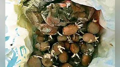 रांची : आंगनबाड़ी केंद्रों के लाभुकों को दिये जा रहे सड़े व अंकुरित आलू, स्वास्थ्य के लिए घातक