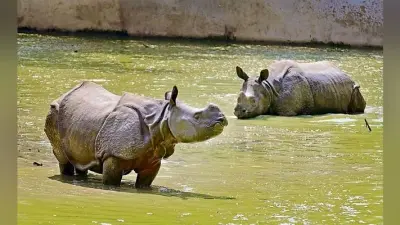यहां हाथी से अधिक गैंडा घास, तो शेर से ज्यादा मांस खाता है बाघ