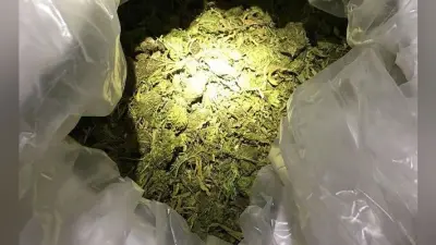 ट्रक से 391 किलो गांजा जब्त, पांच गिरफ्तार
