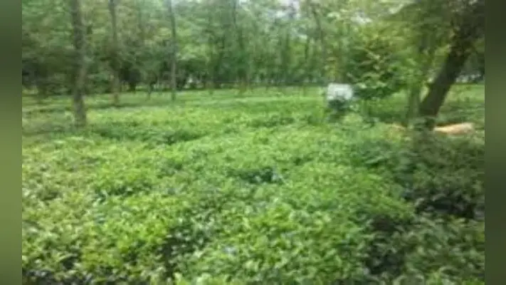 विश्व चाय दिवस : मूलभूत सुविधाओं से वंचित श्रमिक