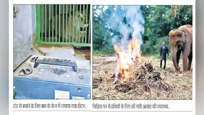 ओरमांझी : हाथी के लिए अलाव व बाघ, तेंदुआ के लिए हीटर
