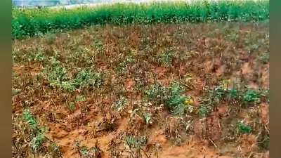 कुहासे की मार से आलू की फसल बर्बाद, किसान परेशान
