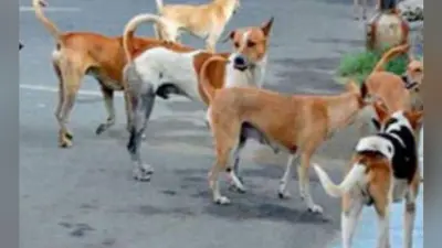 सासाराम में पागल कुत्ते ने आधे दर्जन बच्चों को काट कर किया घायल, लोगों में दहशत