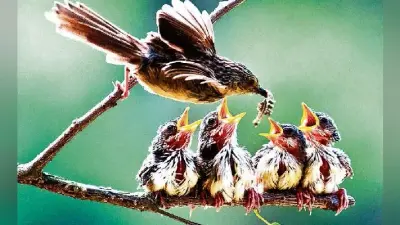 इस ब्रह्मांड में सबसे शक्तिशाली बल है प्रेम