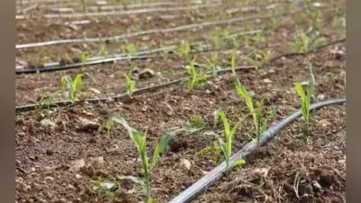 ड्रिप सिंचाई के क्षेत्र में जिले भर के किसान बढ़ाने लगे हैं कदम