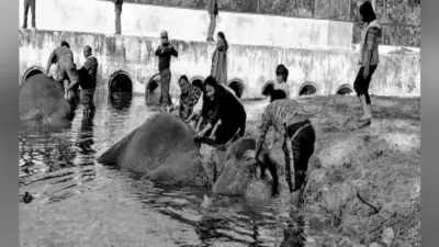 बंगाल सफारी पार्क : पांच सौ रुपये देकर हाथी को नहलाने का लीजिए आनंद