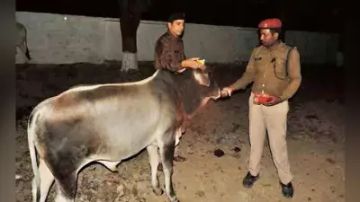 आज से लावारिस गायों को गोद लेगी यूपी पुलिस