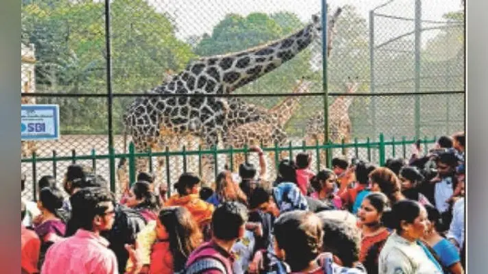 कोलकाता : चिड़ियाघर में आया जिराफ का नन्हा मेहमान
