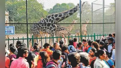 कोलकाता : चिड़ियाघर में आया जिराफ का नन्हा मेहमान
