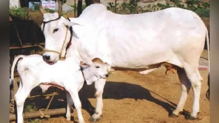 गोवंश के रखरखाव के लिए 17.52 करोड़ की मंजूरी