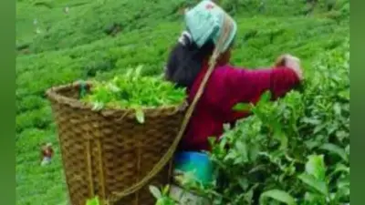 नागराकाटा : सात जनवरी से चेंगमारी बागान का खुलना तय, 6500 स्थायी व अस्थायी श्रमिकों में खुशी