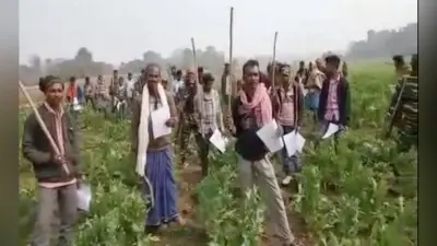 चतरा : पांच सौ एकड़ में लगी अफीम की खेती को टीपीसी संगठन ने किया नष्ट