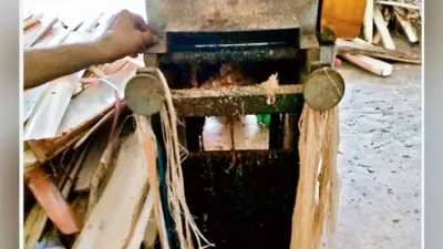 बिहार के चंपारण में केले के तने से बनेगा फाइबर धागा