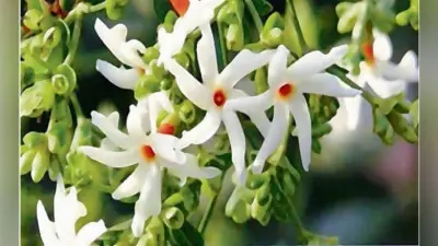 शुक्र को नाराज करने से बनता है दुख का कारक