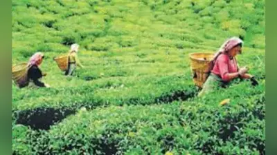 ग्रासमोड़ चाय बागान को लेकर त्रिपक्षीय वार्ता विफल