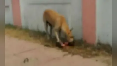 मोतिहारी : नवजात बच्चे को कचरे में फेंका, बच्चे को नोचते रहे कुत्ते, लोग बनाते रहे वीडियो, मौत