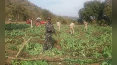 नामकुम : हहाप पंचायत के बेड़ाडीह गांव में पुलिस की छापेमारी, 10 एकड़ में लगे पोस्ते को नष्ट किया, छह शराब भट्ठी तोड़ी
