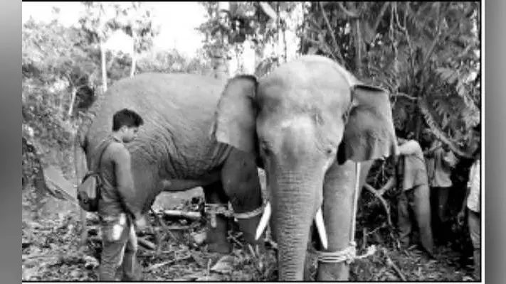 हावड़ा : 36 घंटे के ड्रामे के बाद गजराज वन विभाग के कब्जे में