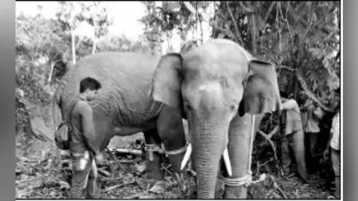 हावड़ा : 36 घंटे के ड्रामे के बाद गजराज वन विभाग के कब्जे में