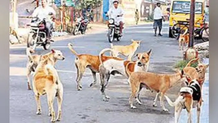 कोलकाता : नसबंदी में कोताही से महानगर में बढ़ी कुत्तों की फौज