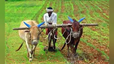 बिहार बजट : बोले किसान, सरकार पैदावार बढ़ाने पर दे रही है जोर, पर बाजार नहीं